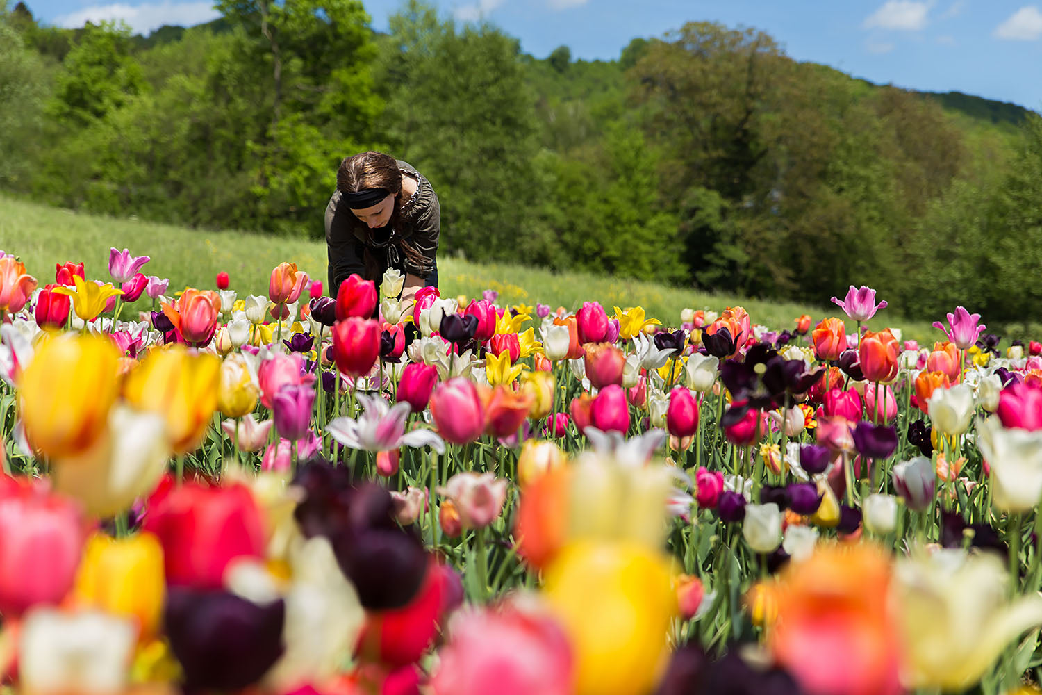 Tulips all you need to know about tulip bulbs — Farmer Gracy