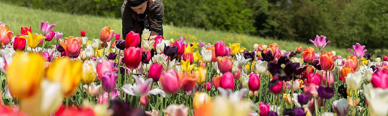 Tulips — all you need to know about tulip bulbs