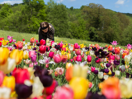 Tulips — all you need to know about tulip bulbs