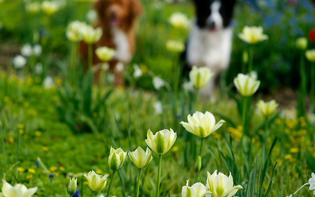 Viridiflora Tulips: How Green Does Your Garden Grow?