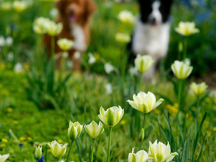 Viridiflora Tulips: How Green Does Your Garden Grow?
