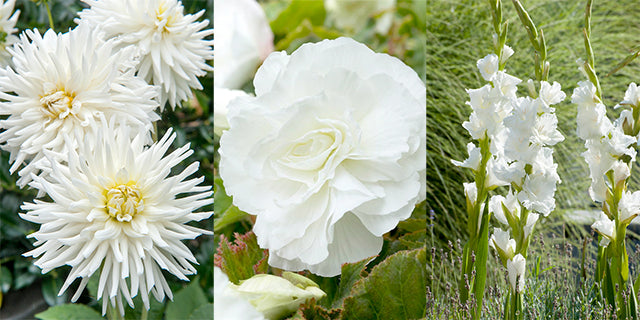 10 Great Plants for a White Summer Garden