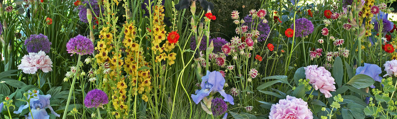 How to achieve year-round colour with bulbs & plants