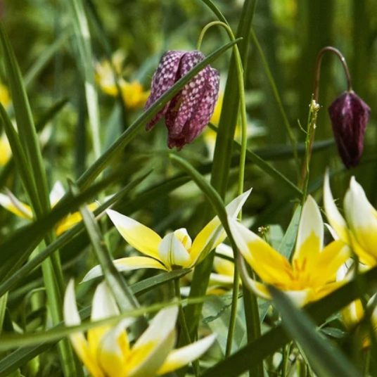Naturalising bulbs