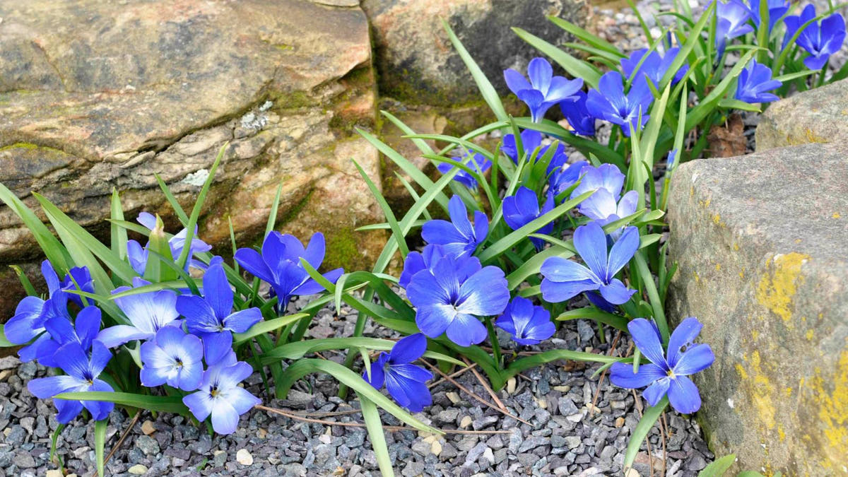 Tecophilaea