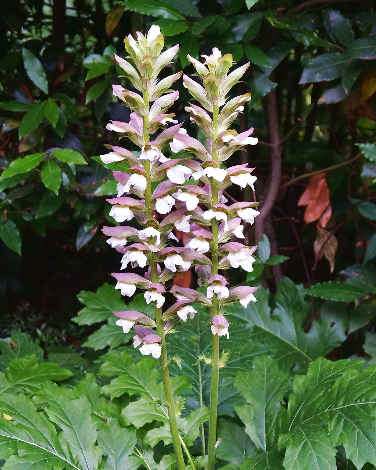 Acanthus 'White Lips'