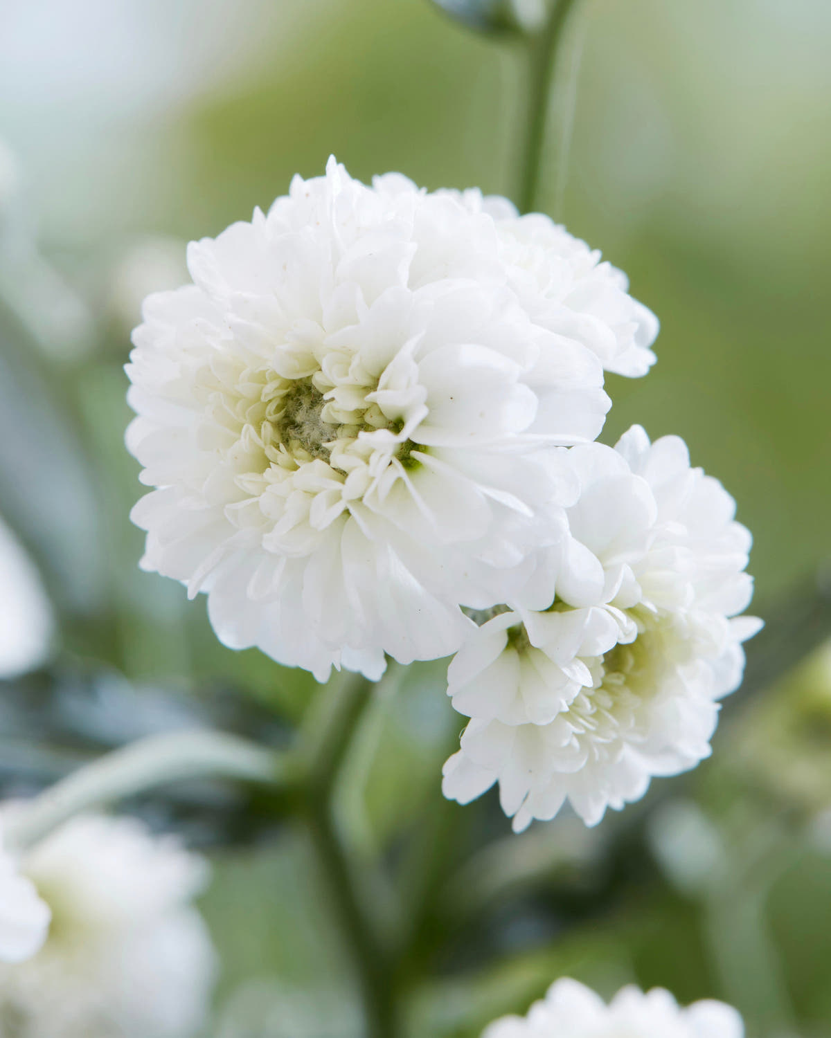 Achillea