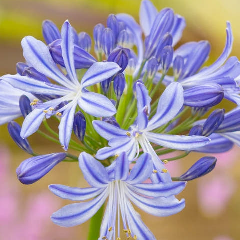 Agapanthus