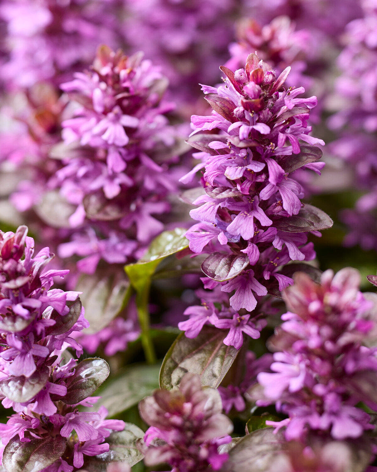 Ajuga 'Midnight Mystery'