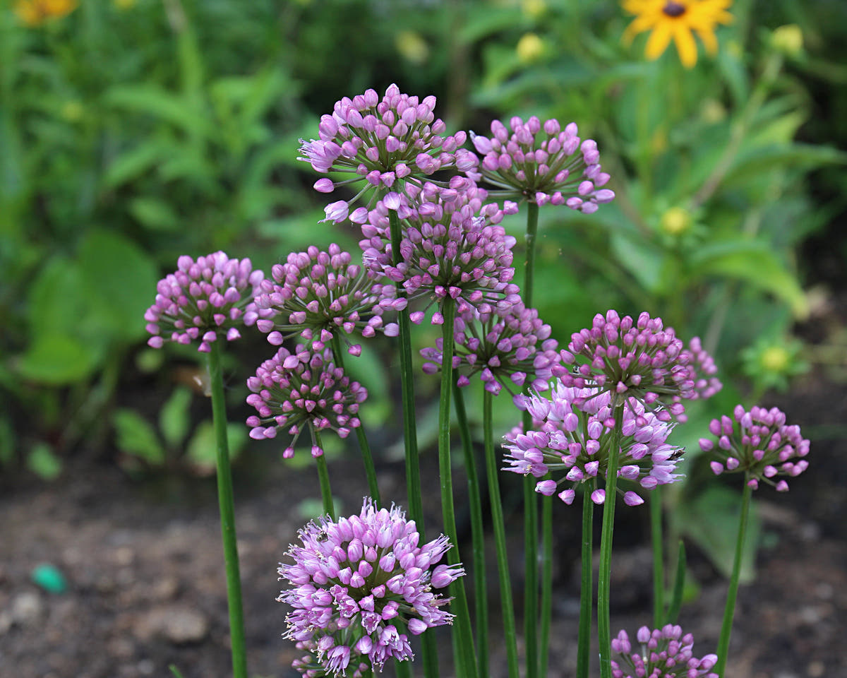 Perennial alliums