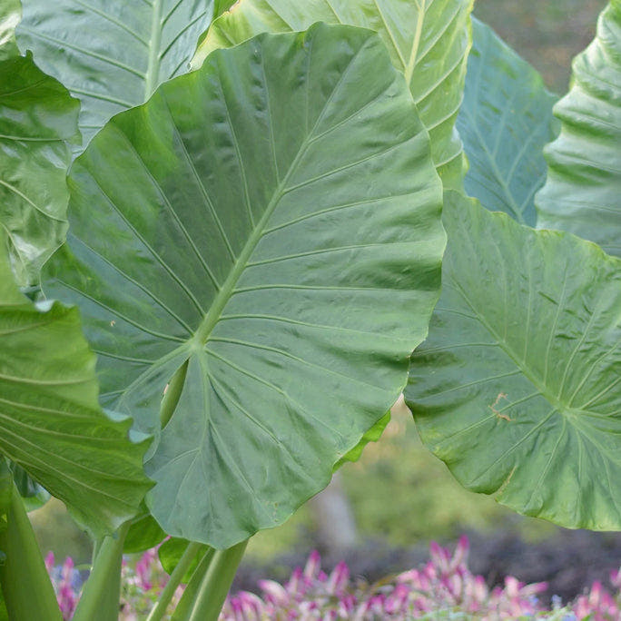 Alocasia tubers