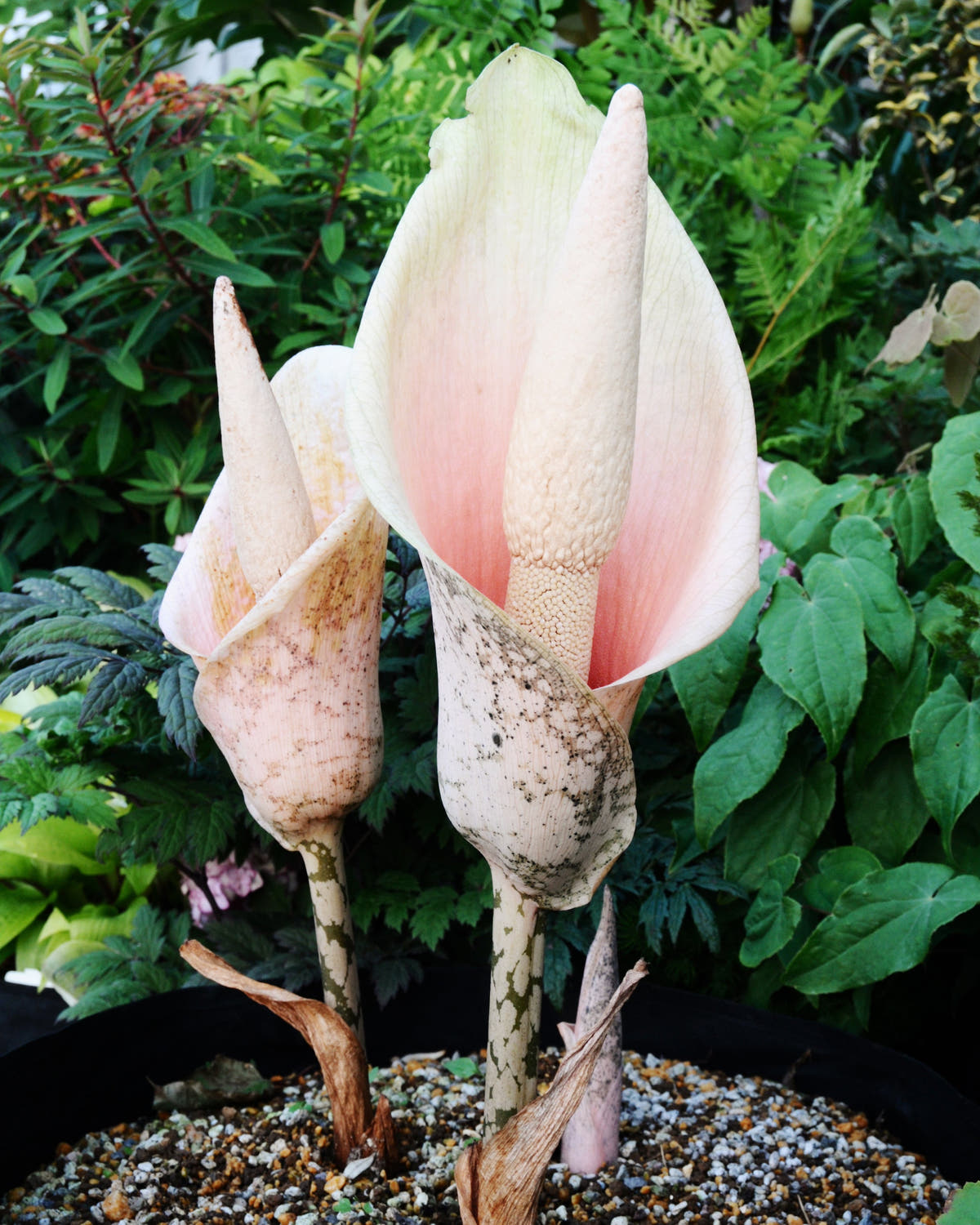 Amorphophallus bulbs