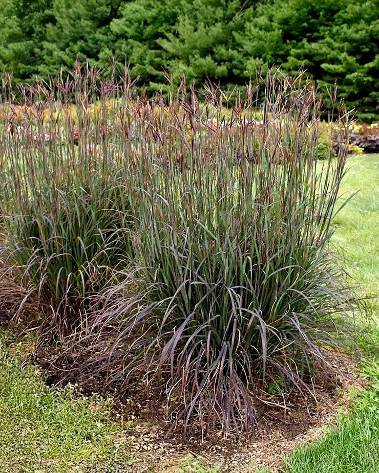 Andropogon