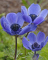 Anemone tubers