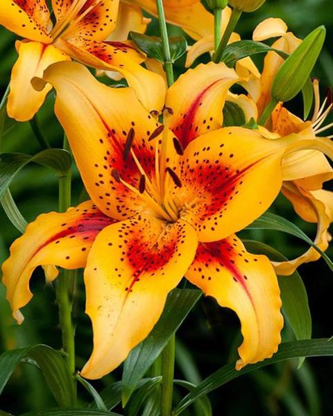 AOA lily bulbs