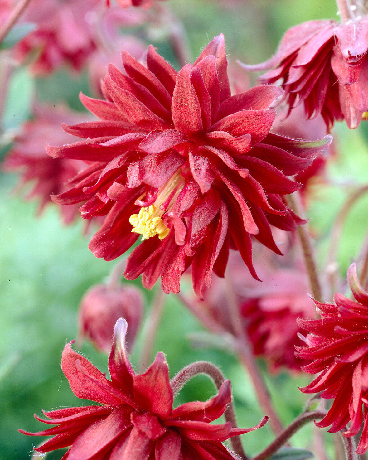 Aquilegia