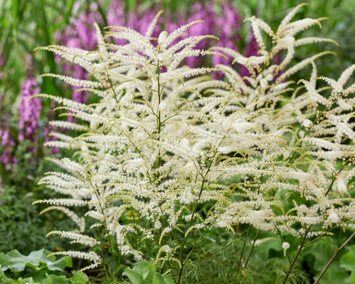 Aruncus