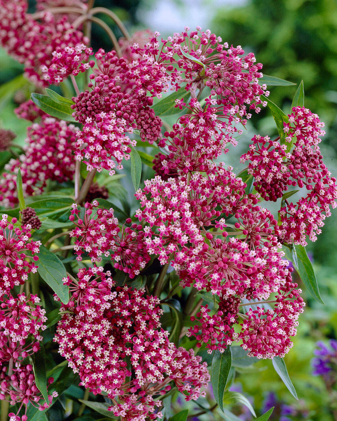 Asclepias