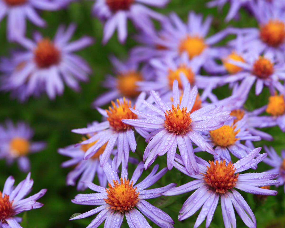 Aster