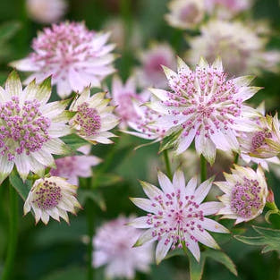 Astrantia
