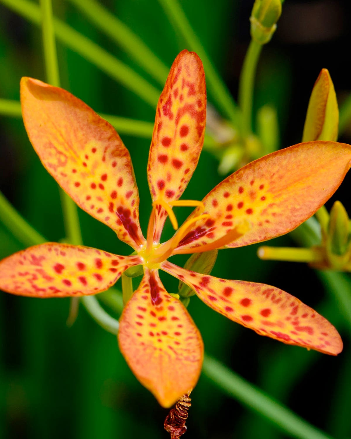 Belamcanda