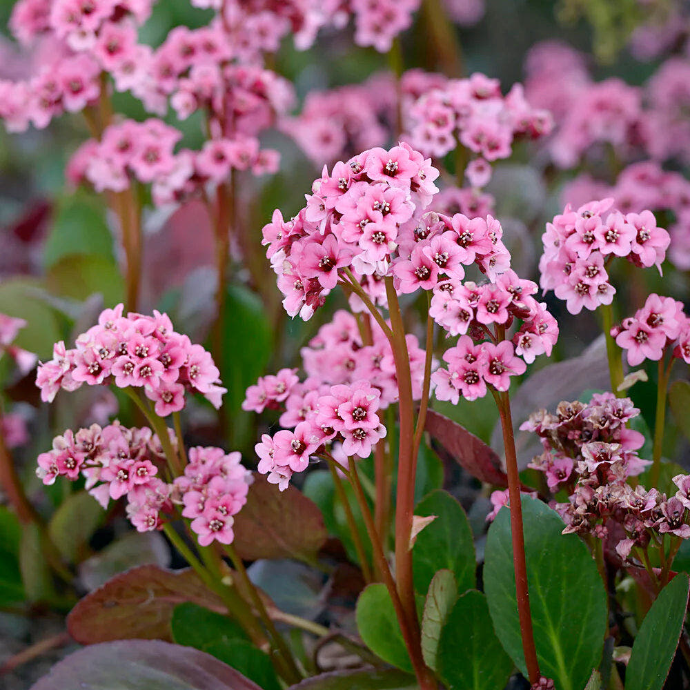 Bergenia