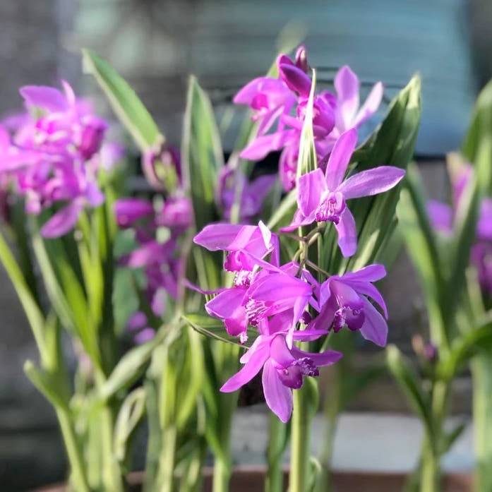 Bletilla bulbs (Urn Orchids)