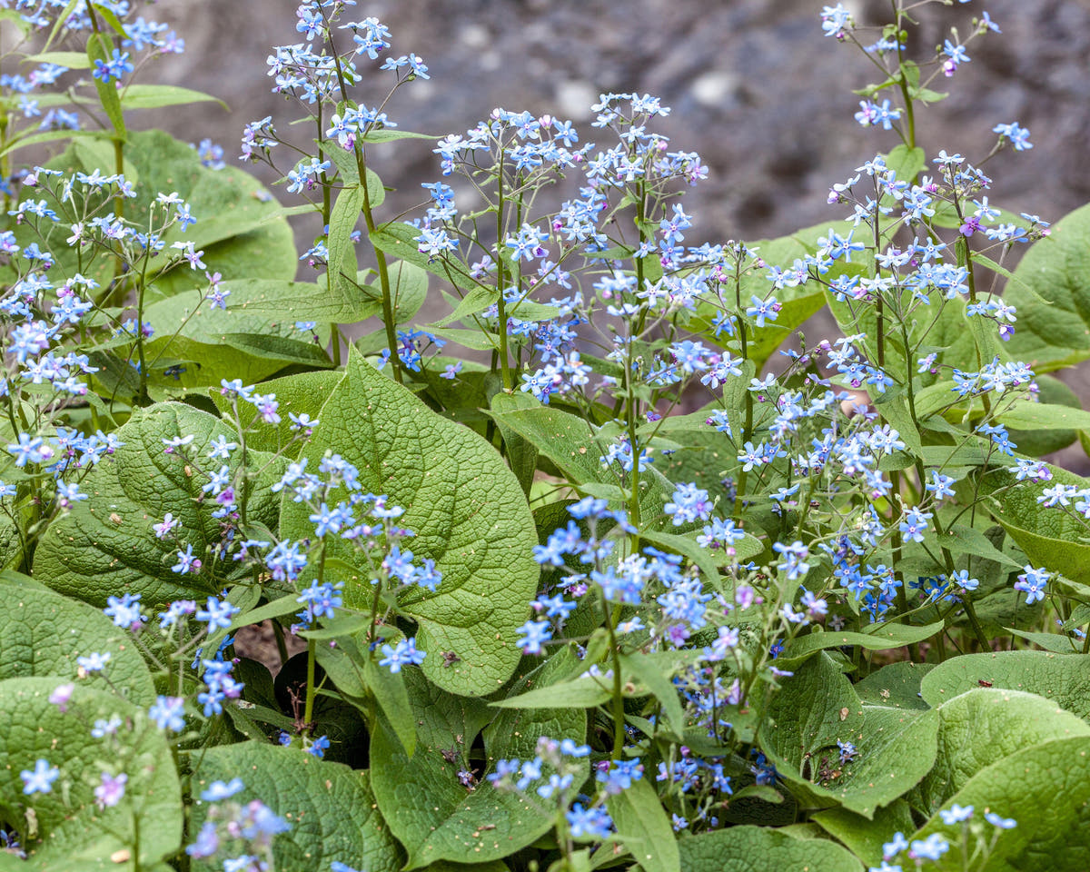 Brunnera
