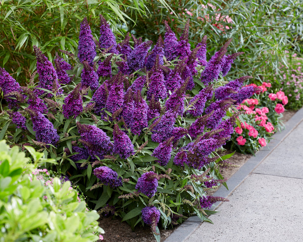 Buddleja