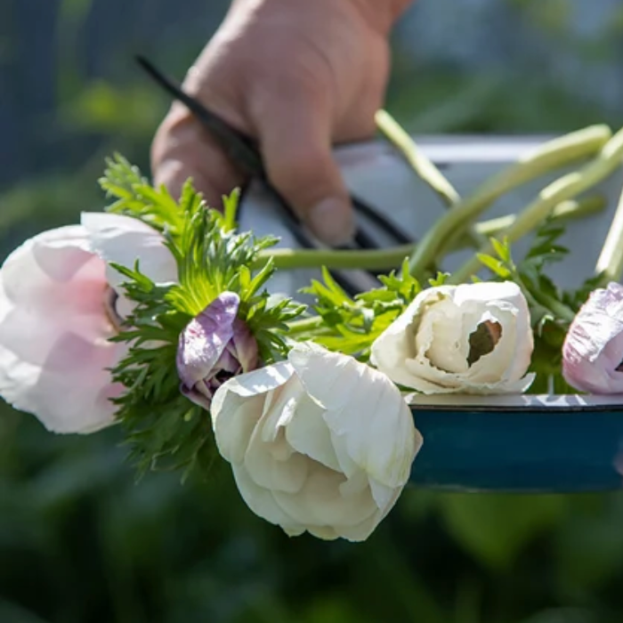 Bulbs for cut flowers