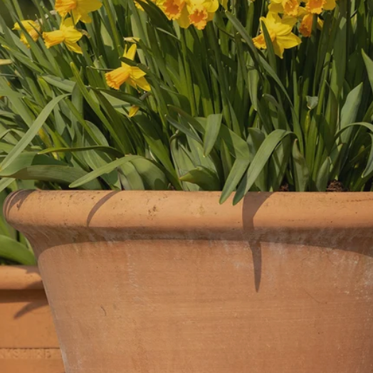 Bulbs for pots