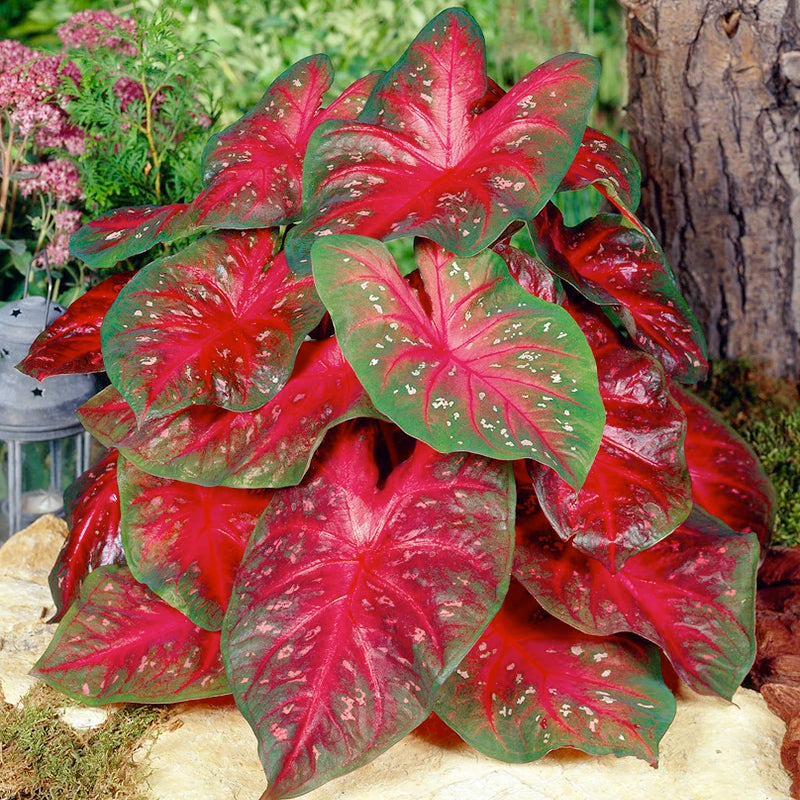 Caladium Bulbs — Buy fancy leaf Caladiums online at Farmer Gracy UK