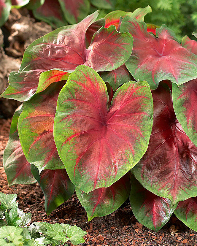 Caladium tubers