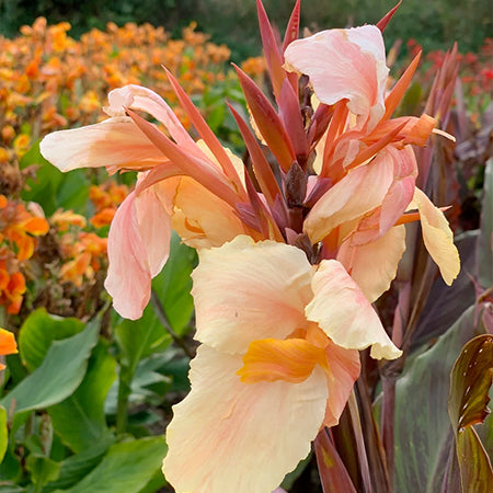 Canna Rhizomes | Buy Cannas online at Farmer Gracy UK