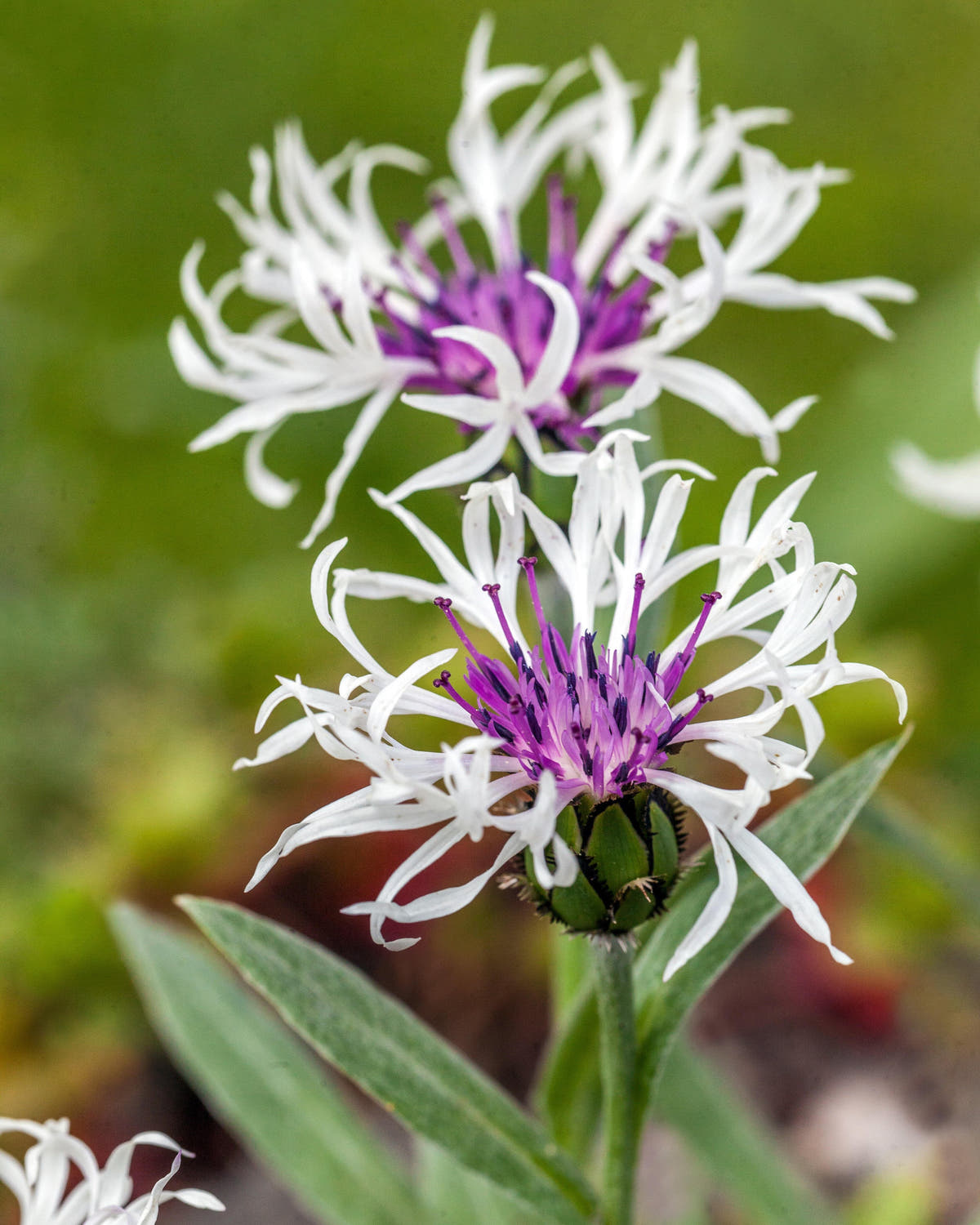 Centaurea