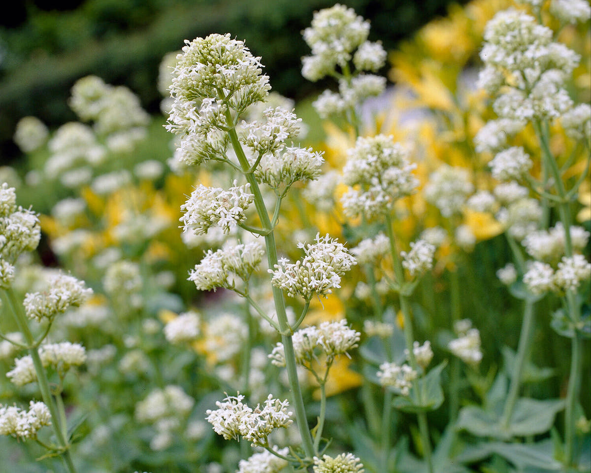 Centranthus