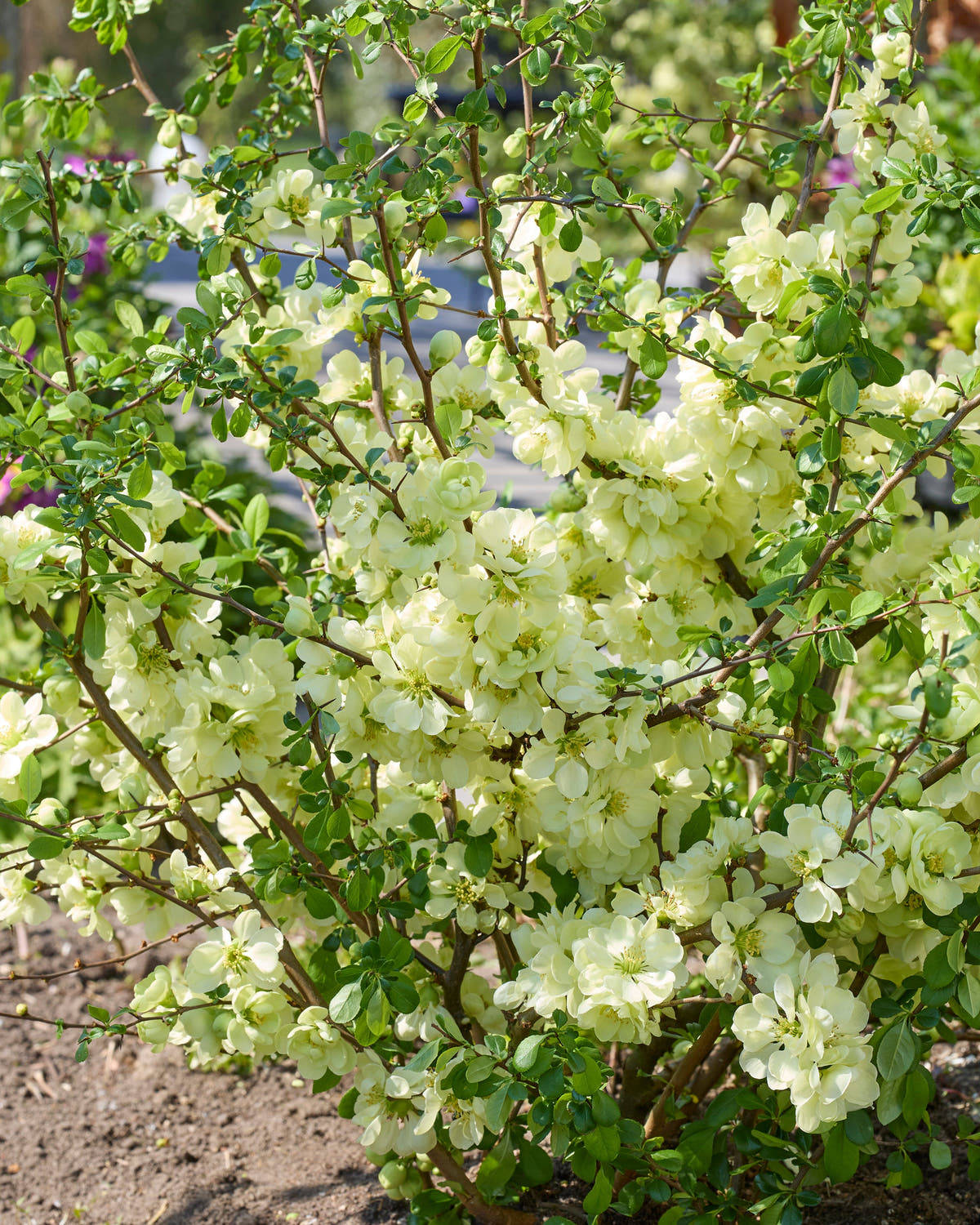 Chaenomeles