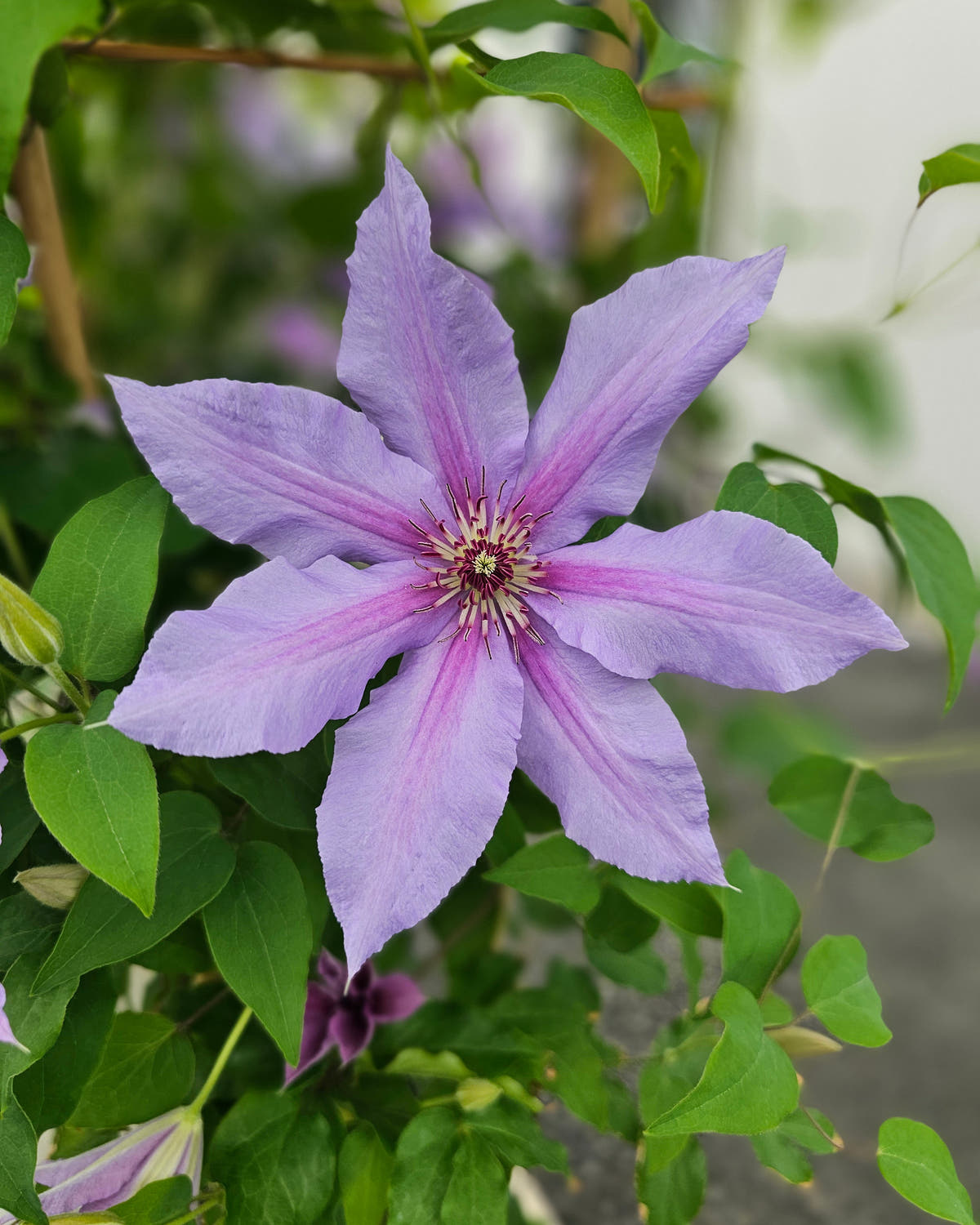 Clematis