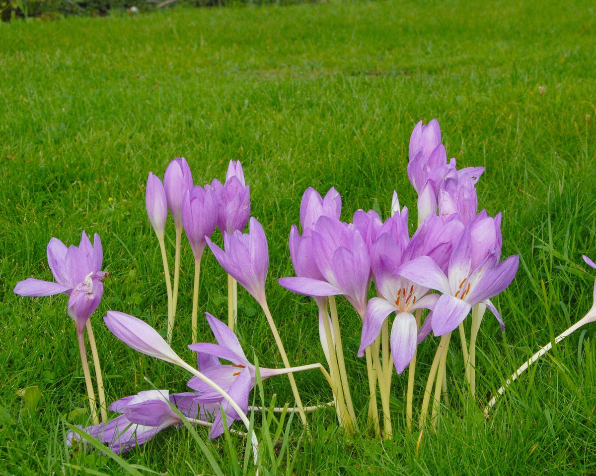 Flower BulbsGiant Bulbs UK - 2