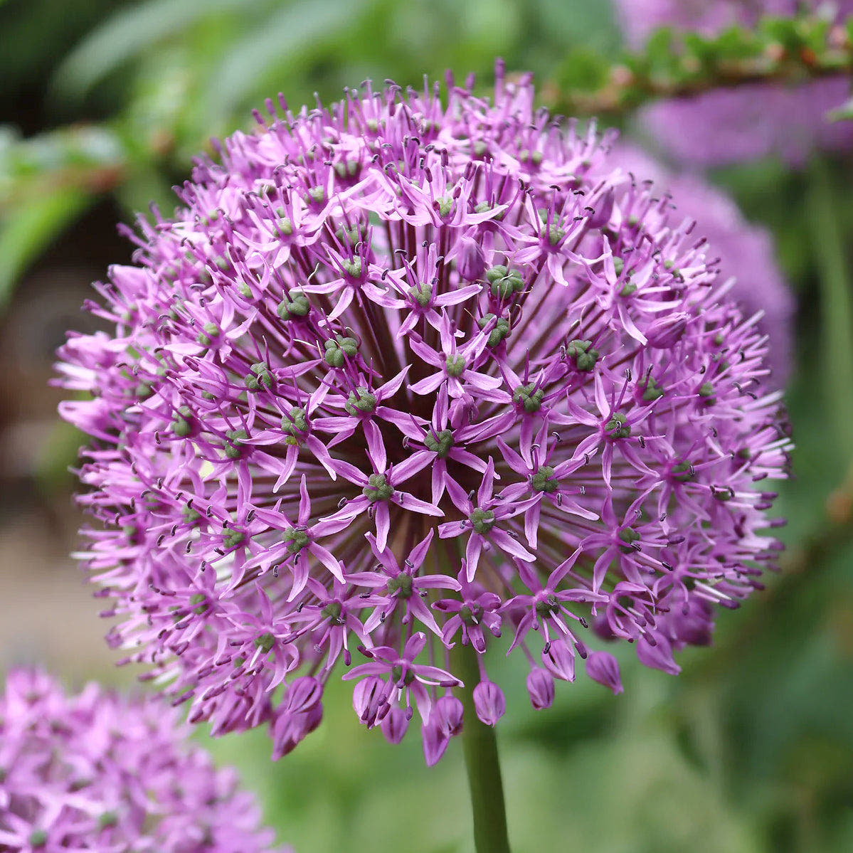 Allium bulbs