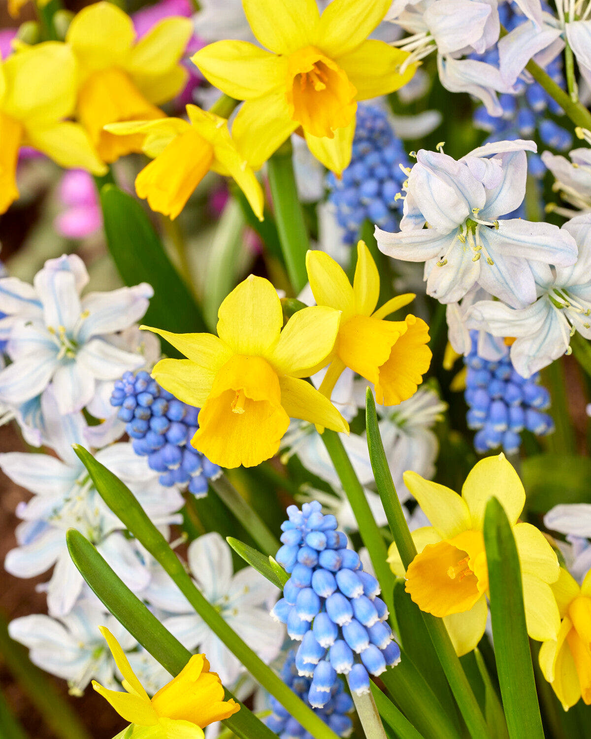 Spring bulb collections