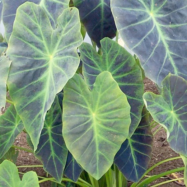 Colocasia tubers