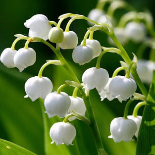 Convallaria pips
