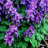 Corydalis tubers