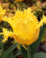 Crispa tulips