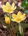 Crocus corms