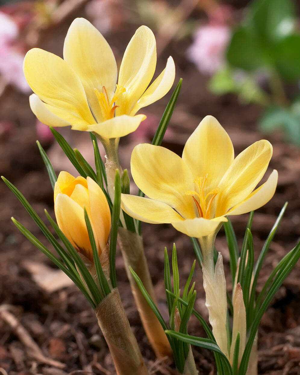 Crocus corms