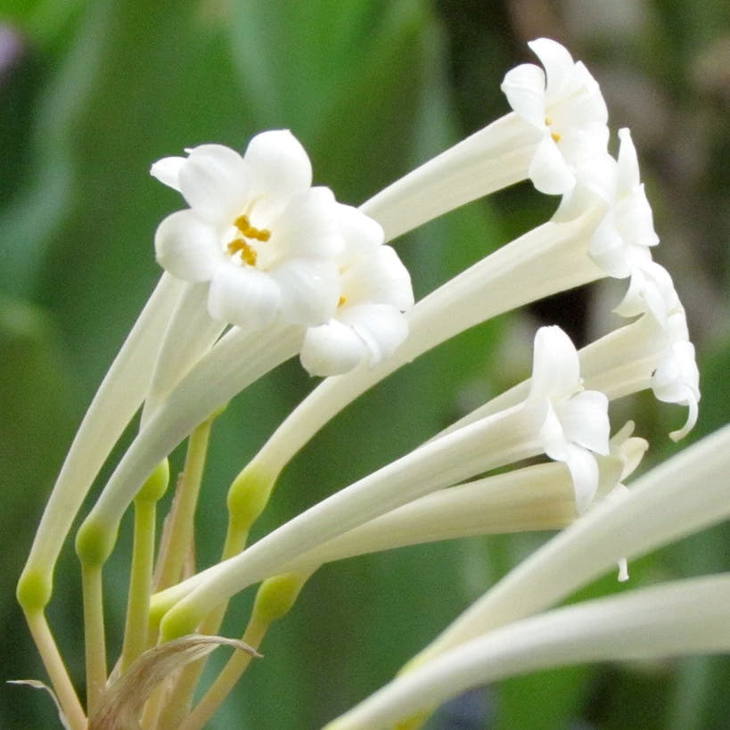 Cyrtanthus bulbs