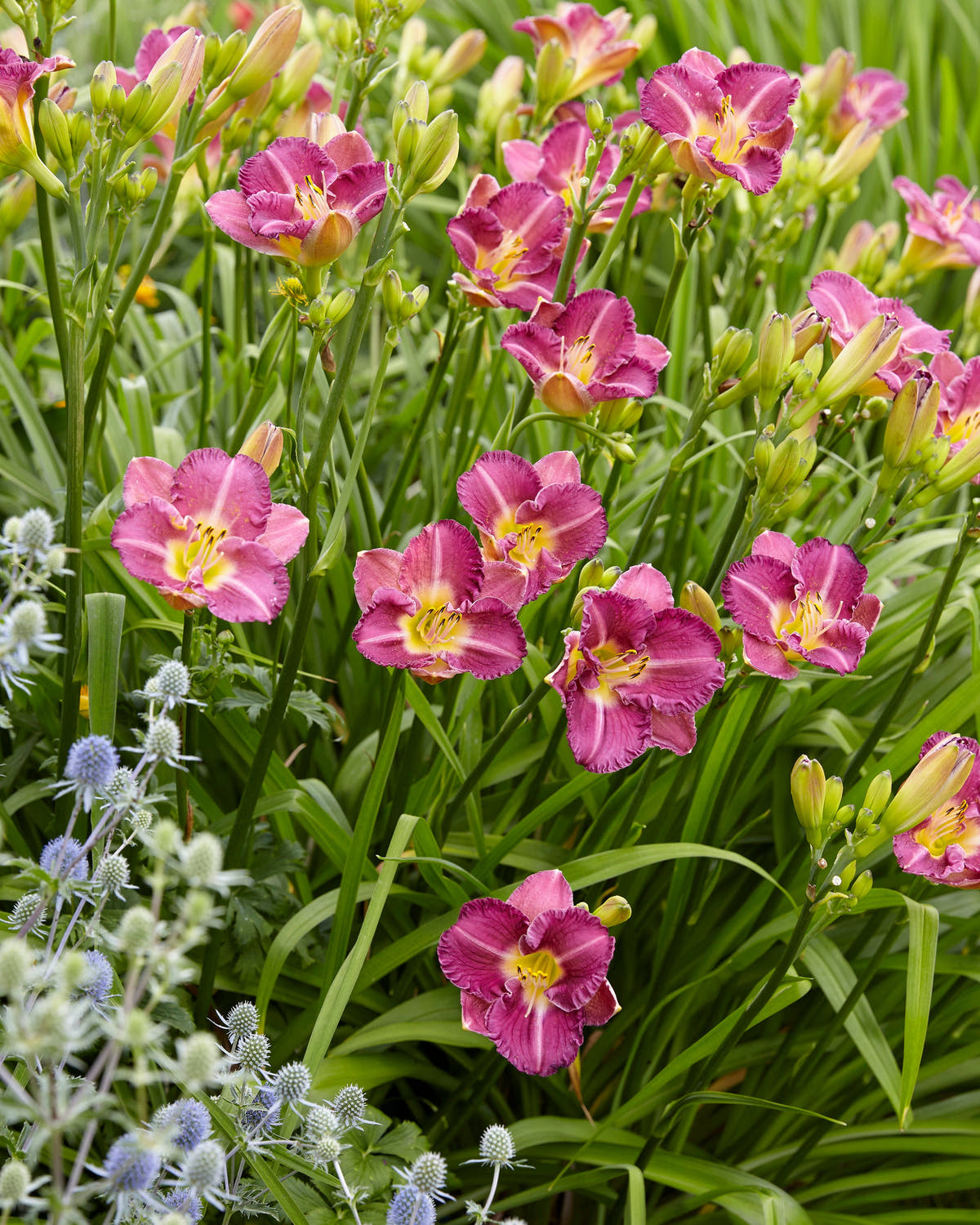 Daylilies
