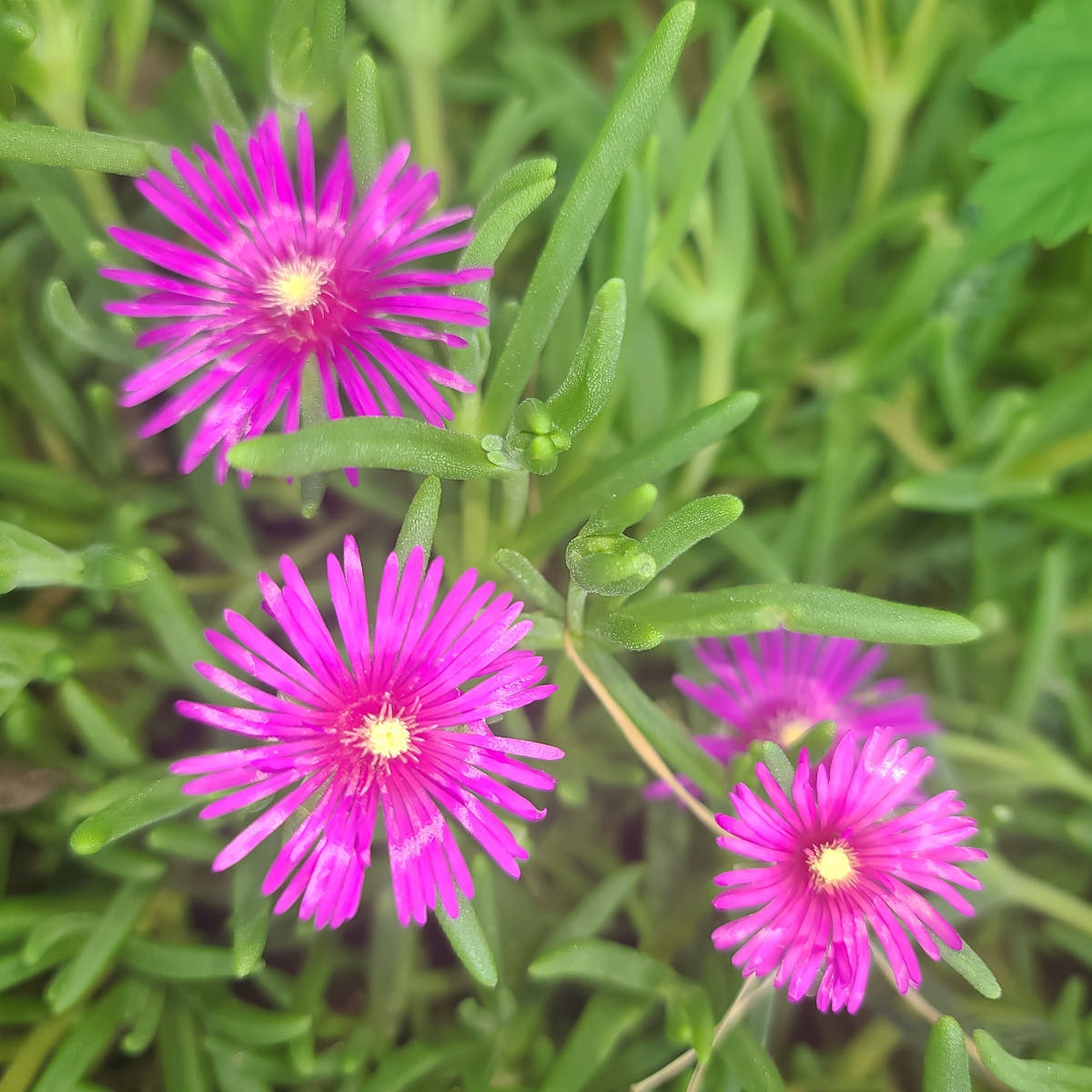Delosperma